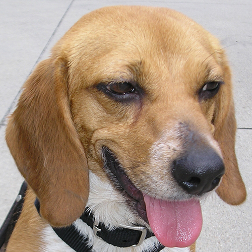 Alexa, a member of the 2012 Beagle Brigade.