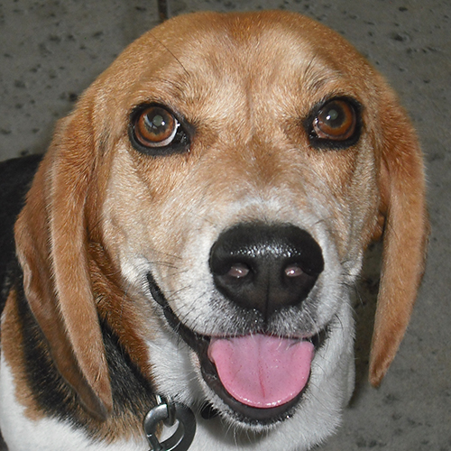 Aries, a member of the 2012 Beagle Brigade.