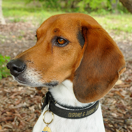 Barro, a member of the 2012 Beagle Brigade.