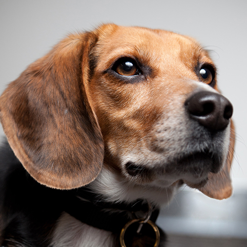 Benny, a member of the 2012 Beagle Brigade.