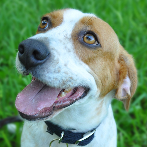Buzz, a member of the 2012 Beagle Brigade.