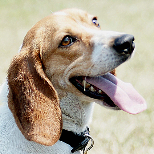 Corky, a member of the 2012 Beagle Brigade.