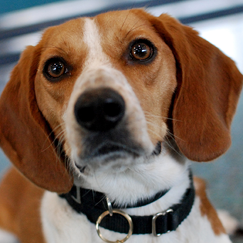 Finn, a member of the 2012 Beagle Brigade.