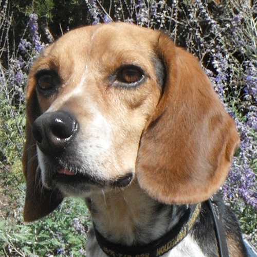 Frodo, a member of the 2012 Beagle Brigade.