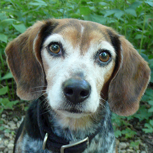 Gidget, a member of the 2012 Beagle Brigade.