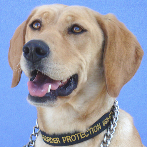Goldie, a member of the 2012 Beagle Brigade.