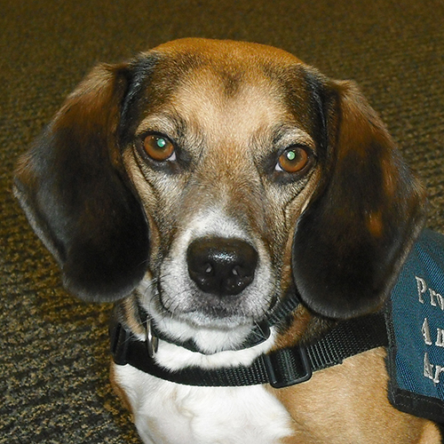 Guinness, a member of the 2012 Beagle Brigade.