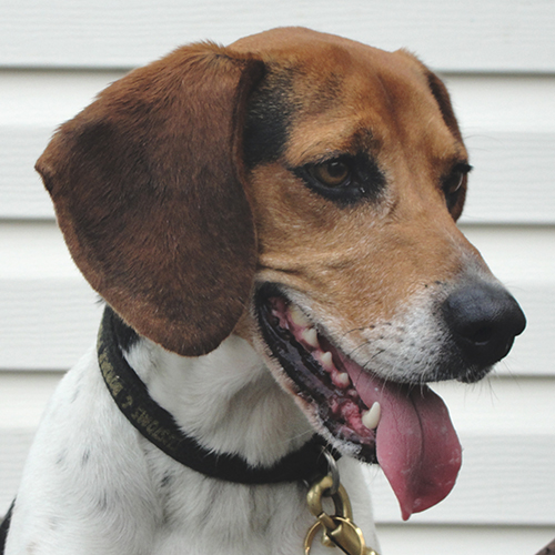 Gus, a member of the 2012 Beagle Brigade.