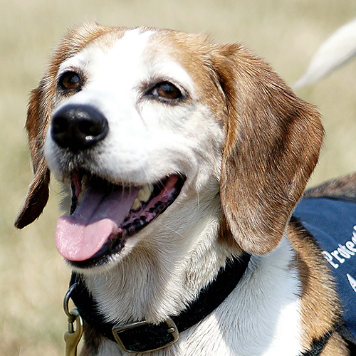 Hailey, a member of the 2012 Beagle Brigade.