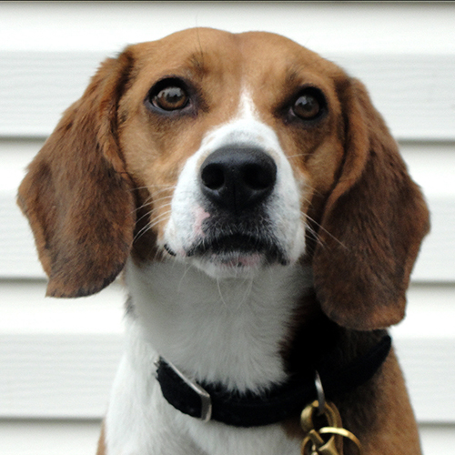 Hudson, a member of the 2012 Beagle Brigade.