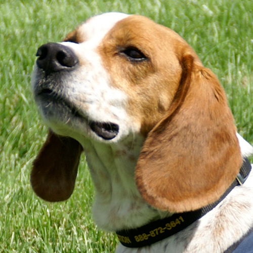 Jasper, a member of the 2012 Beagle Brigade.