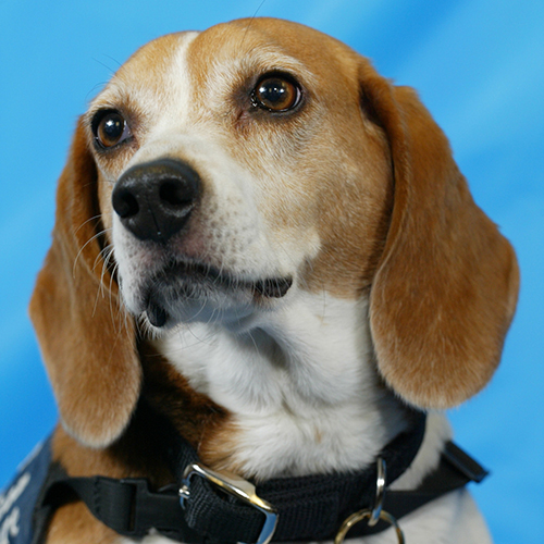 Kismet, a member of the 2012 Beagle Brigade.
