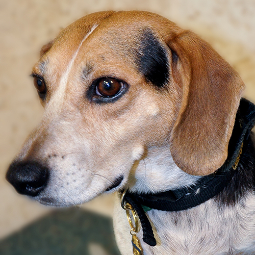 Lenox, a member of the 2012 Beagle Brigade.