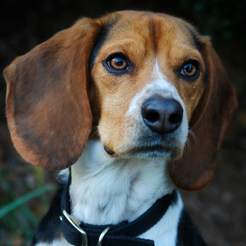 Linus, a member of the 2012 Beagle Brigade.