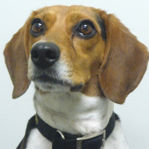 Lolly, a member of the 2012 Beagle Brigade.