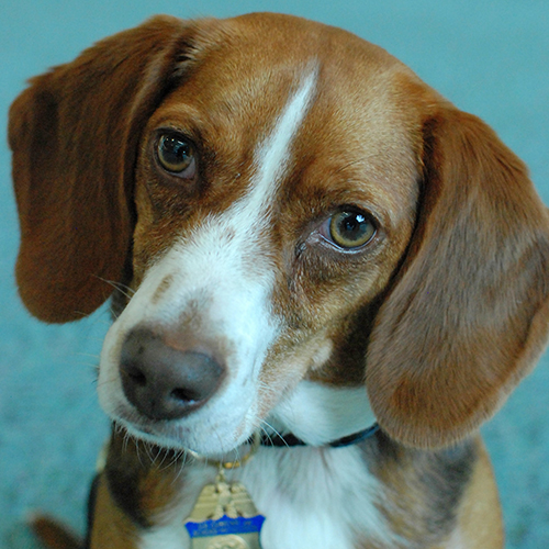 Lulu, a member of the 2012 Beagle Brigade.
