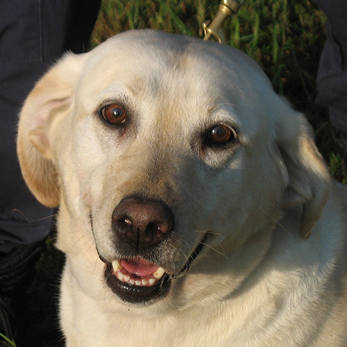 Luna, a member of the 2012 Beagle Brigade.