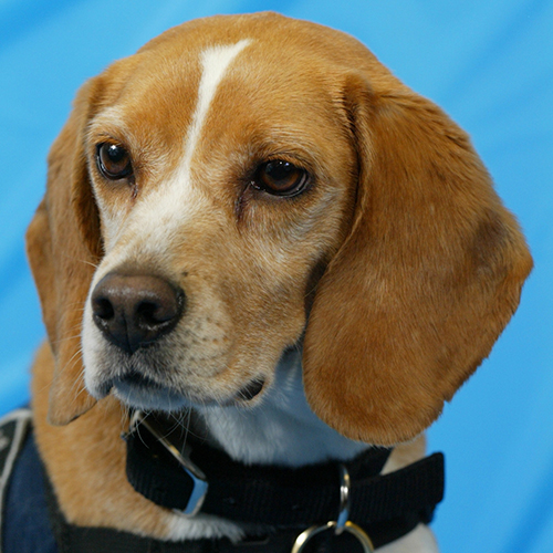 Mela, a member of the 2012 Beagle Brigade.