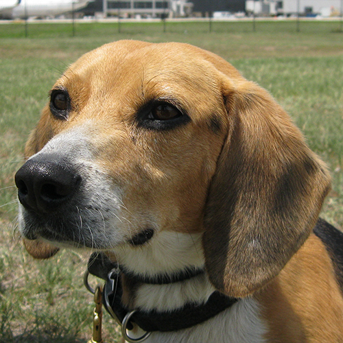 Merlot, a member of the 2012 Beagle Brigade.