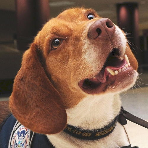 Milo, a member of the 2012 Beagle Brigade.