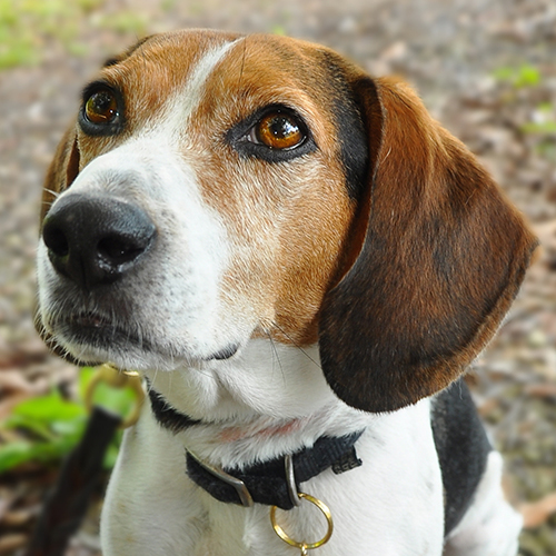Mortimer, a member of the 2012 Beagle Brigade.