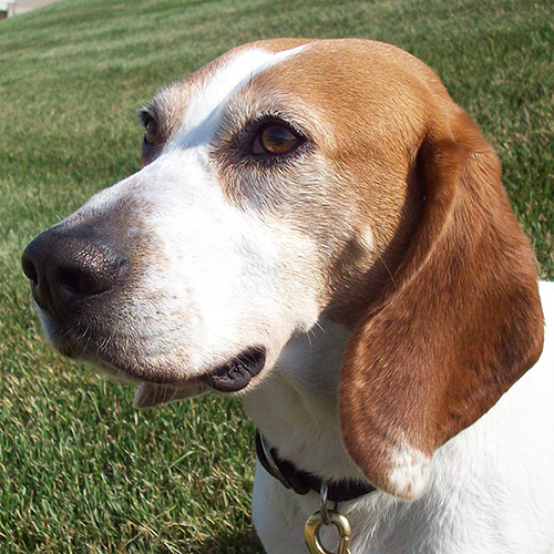 Murdock, a member of the 2012 Beagle Brigade.