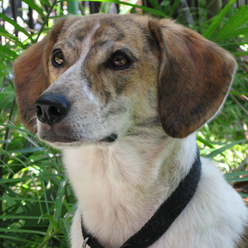 Natasha, a member of the 2012 Beagle Brigade.