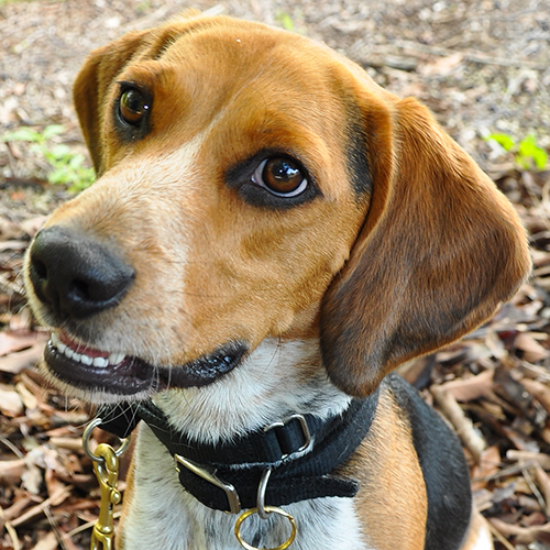 Penlee, a member of the 2012 Beagle Brigade.