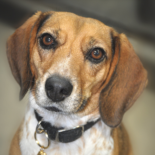 Pepper, a member of the 2012 Beagle Brigade.