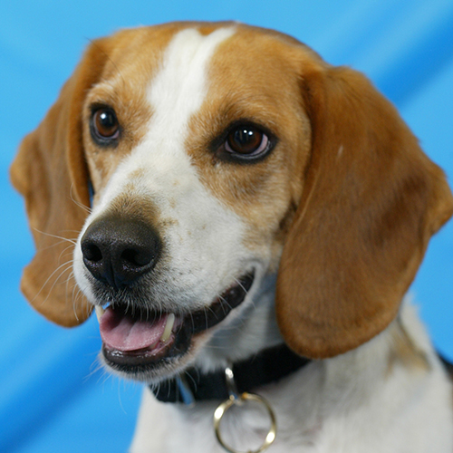 Picasso, a member of the 2012 Beagle Brigade.