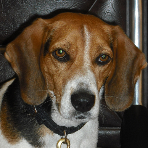Ranger, a member of the 2012 Beagle Brigade.