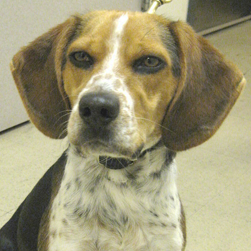 Revo, a member of the 2012 Beagle Brigade.
