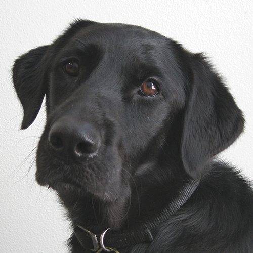 Riley, a member of the 2012 Beagle Brigade.