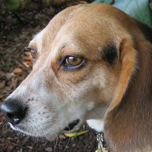 Ringo, a member of the 2012 Beagle Brigade.