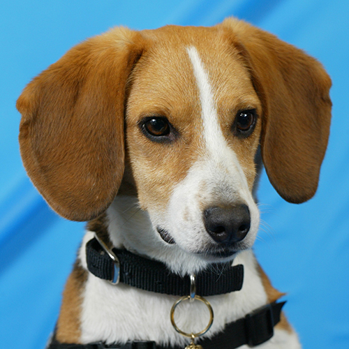 Rocket, a member of the 2012 Beagle Brigade.