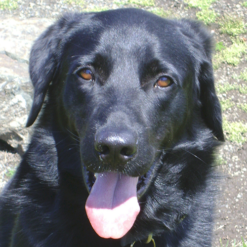 Rocky, a member of the 2012 Beagle Brigade.