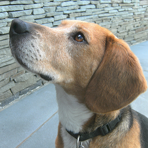 Rolo, a member of the 2012 Beagle Brigade.