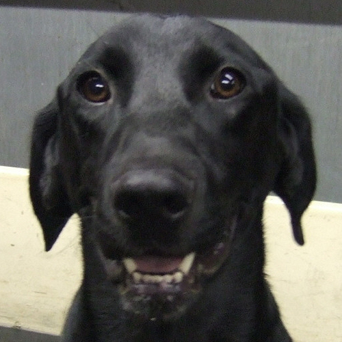 Samba, a member of the 2012 Beagle Brigade.