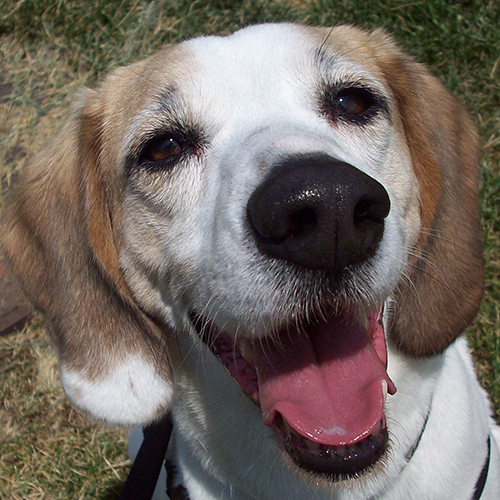 Shelby, a member of the 2012 Beagle Brigade.