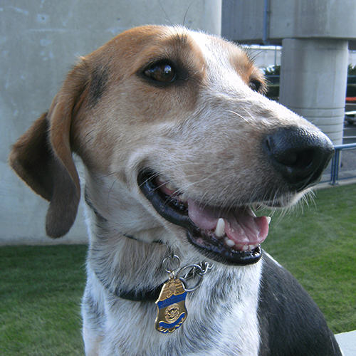 Shimmer, a member of the 2012 Beagle Brigade.