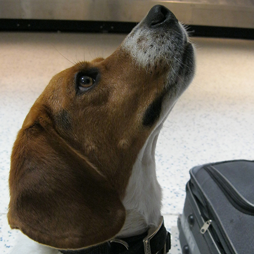 Sonny, a member of the 2012 Beagle Brigade.