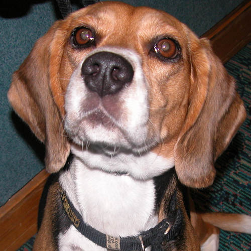 Sophia, a member of the 2012 Beagle Brigade.
