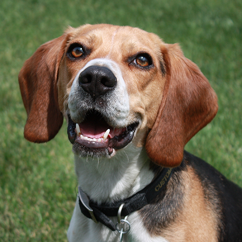 Sparkie, a member of the 2012 Beagle Brigade.