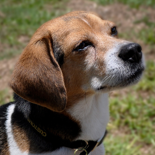 Speedy, a member of the 2012 Beagle Brigade.