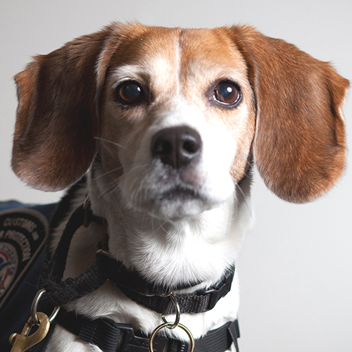Tillie, a member of the 2012 Beagle Brigade.