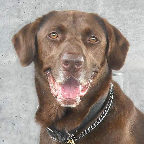 Timber, a member of the 2012 Beagle Brigade.