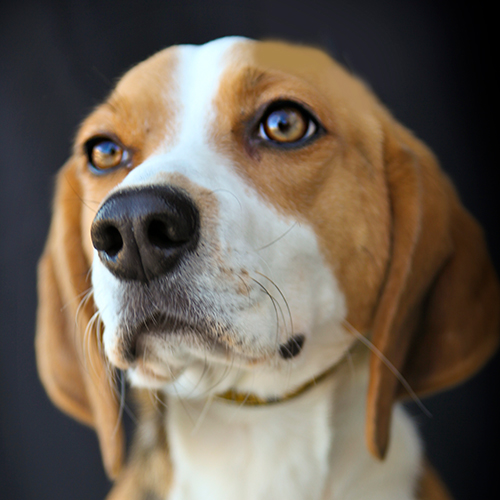 Tinker, a member of the 2012 Beagle Brigade.