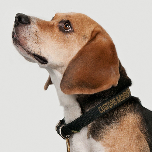 Tucker, a member of the 2012 Beagle Brigade.