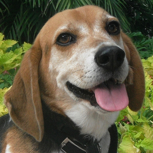 Aries, a member of the 2013 Beagle Brigade.