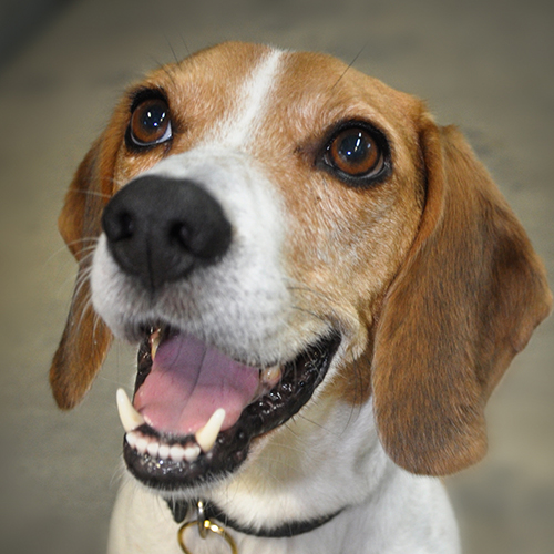 Astro, a member of the 2013 Beagle Brigade.
